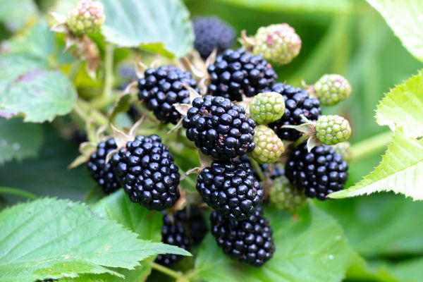 Blackberry Bush Removal in Lady Lake
