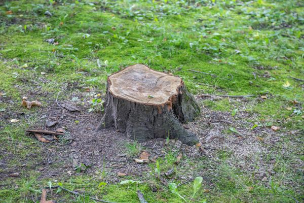Bush Stump Removal in Lady Lake