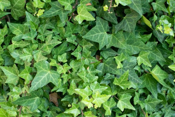 Cost of English Ivy Removal in Lady Lake
