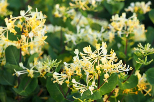 Cost of Honeysuckle Removal in Lady Lake