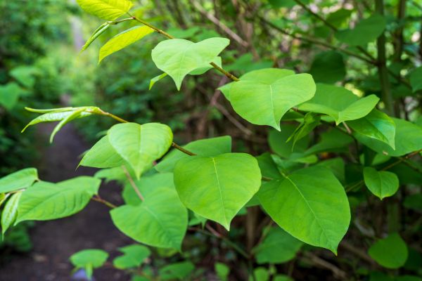 Cost of Invasive Plant Removal in Lady Lake