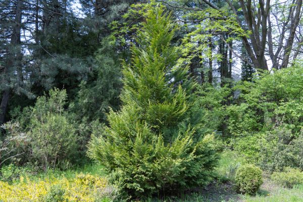 Cost of Juniper Pruning in Lady Lake