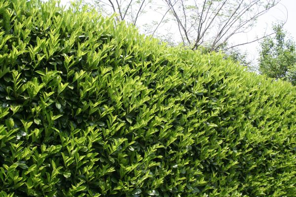 Cost of Laurel Removal in Lady Lake