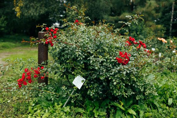 Cost of Rose Bush Removal in Lady Lake