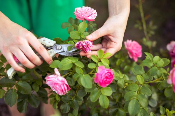 Cost of Rose Trimming in Lady Lake