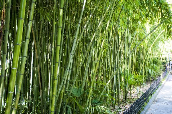 Cost of Bamboo Root Removal in Lady Lake