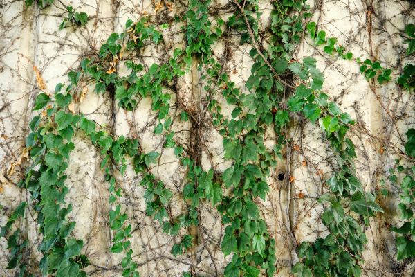 Cost of Vine Removal Service in Lady Lake