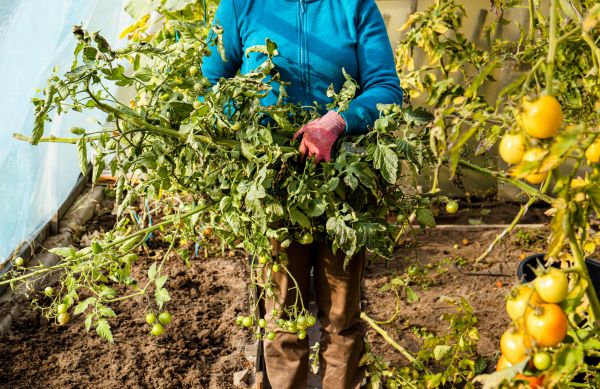 Cost of Garden Plant Removal in Lady Lake