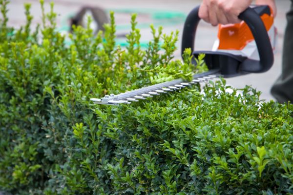 Hedge Shearing in Lady Lake