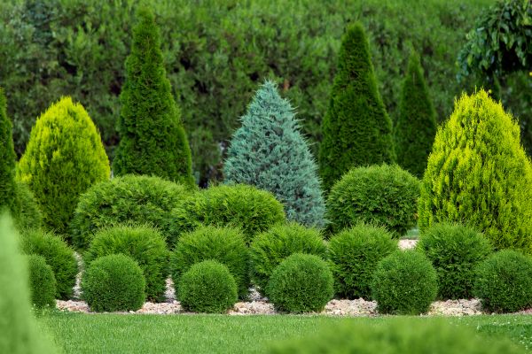 Cost of Shrub Shaping in Lady Lake