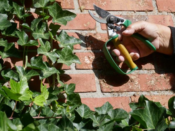 Cost of Ivy Removal Service in Lady Lake