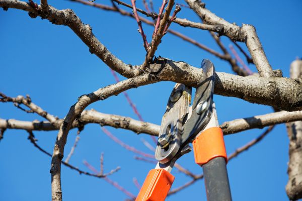 Cost of Selective Pruning in Lady Lake
