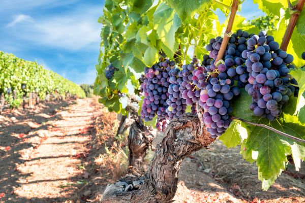 Cost of Grapevine Pruning in Lady Lake