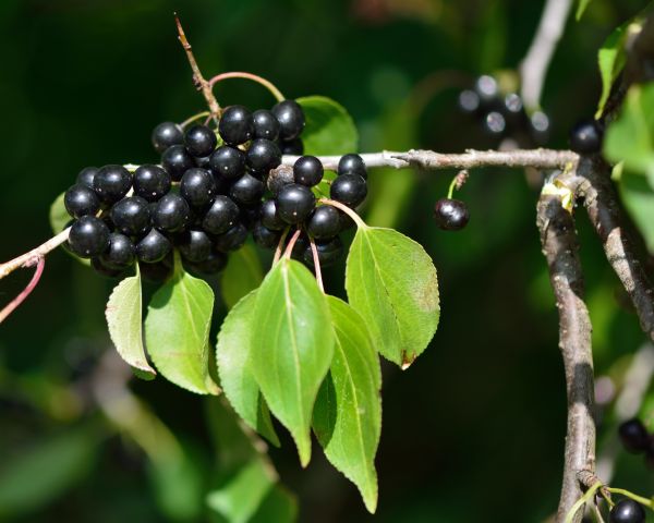 Cost of Buckthorn Removal in Lady Lake