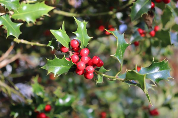 Cost of Holly Tree Trimming in Lady Lake