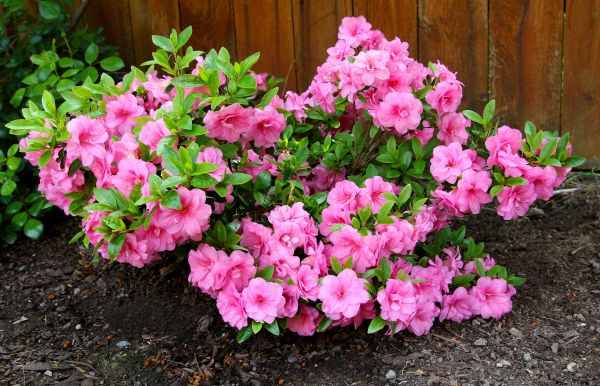 Cost of Azaleas Removal in Lady Lake