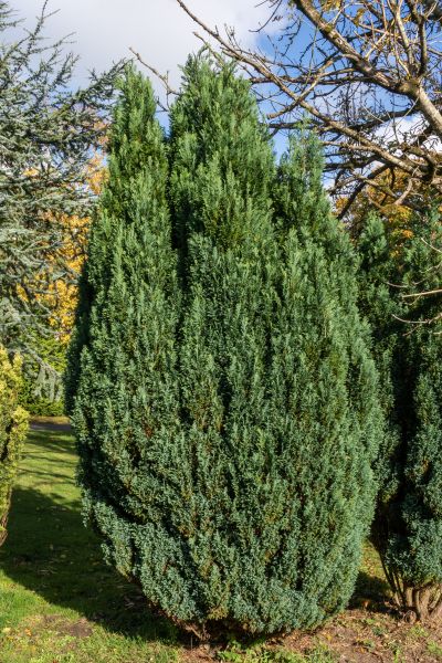 Cost of Juniper Trimming in Lady Lake
