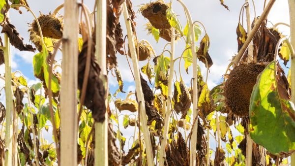 Cost of Dead Plant Removal in Lady Lake