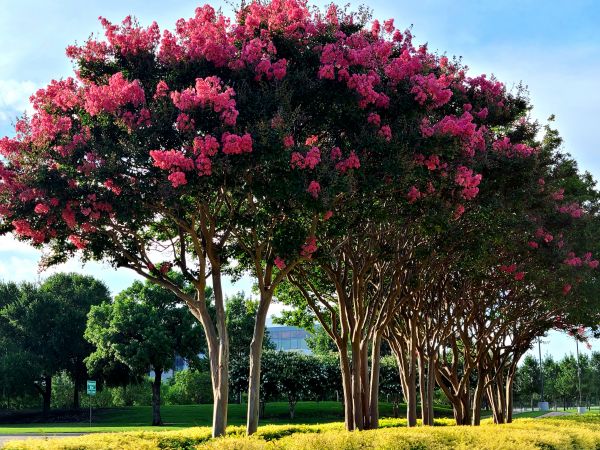 Cost of Crepe Myrtle Pruning in Lady Lake