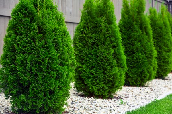 Cost of Arborvitae Pruning in Lady Lake