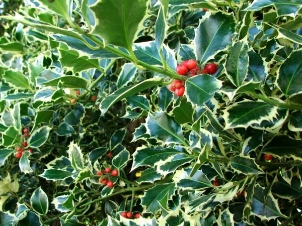 Cost of Holly Bushes Trimming in Lady Lake