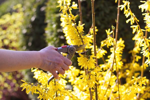 Forsythia Pruning in Lady Lake