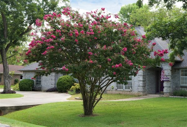 Crepe Myrtle Trimming in Lady Lake