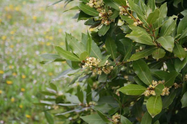 Cost of Laurel Trimming in Lady Lake