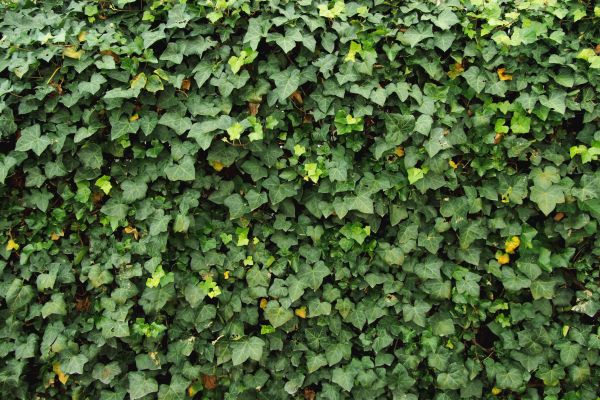 Cost of Ivy Pruning service in Lady Lake