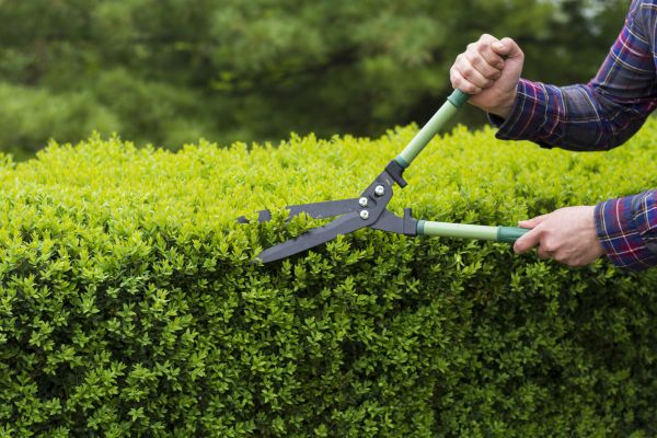 Cost of Evergreen Shrub Pruning in Lady Lake