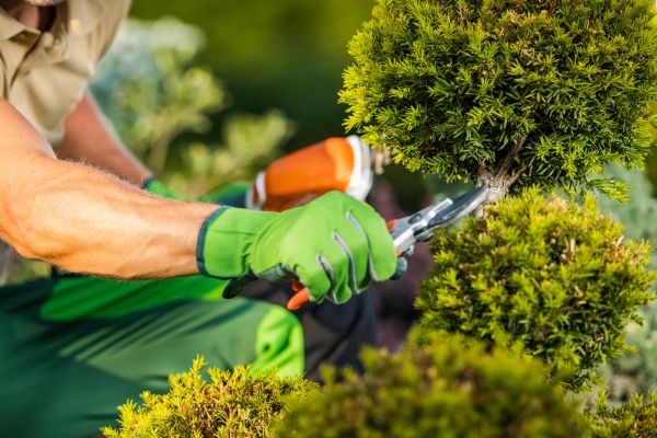 Cost of Landscape Pruning Service in Lady Lake