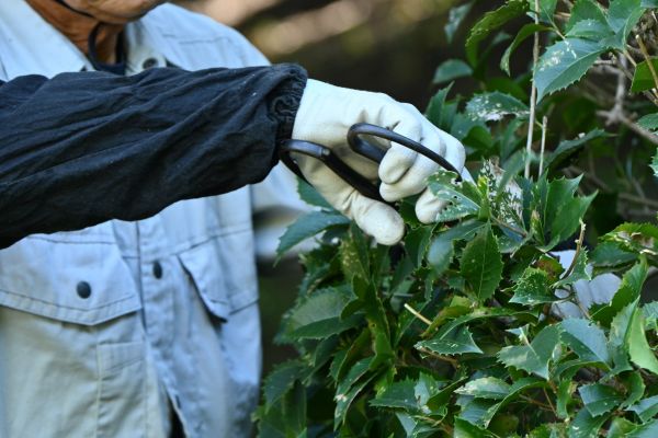 Holly Pruning in Lady Lake