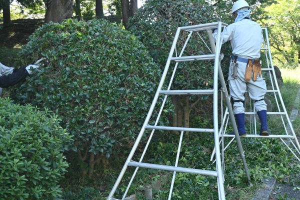 Cost of Holly Shaping in Lady Lake