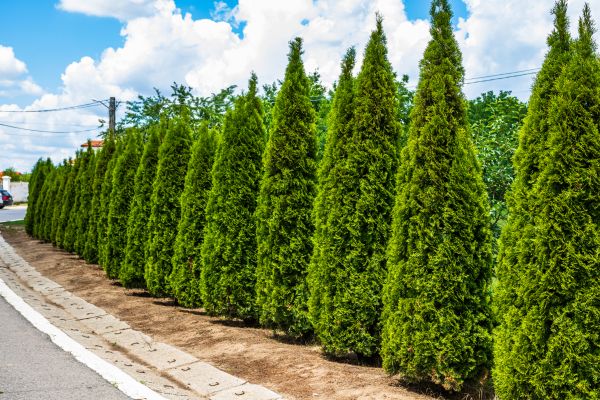 Cost of Arborvitae Shearing in Lady Lake