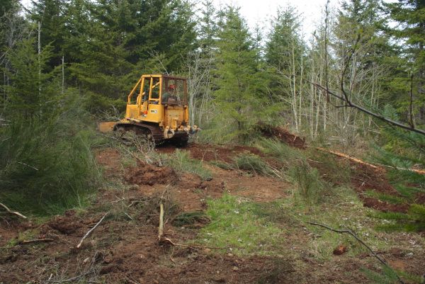 Cost of Shrubbery Clearing in Lady Lake