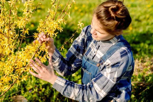 Cost of Forsythia Trimming in Lady Lake