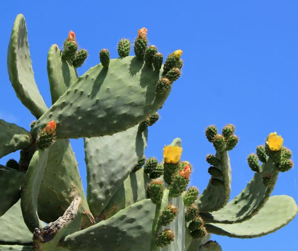 Cost of Cactus Removal in Lady Lake