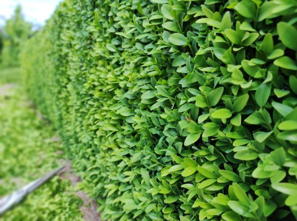 Cost of Boxwood Pruning in Lady Lake