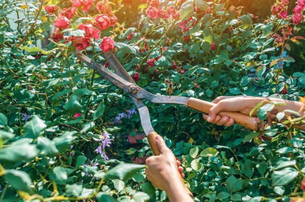 Knockout Roses Pruning in Lady Lake