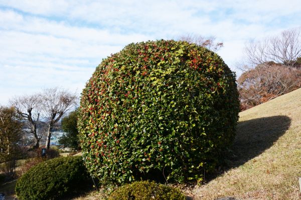 Cost of Holly Shrub Pruning in Lady Lake
