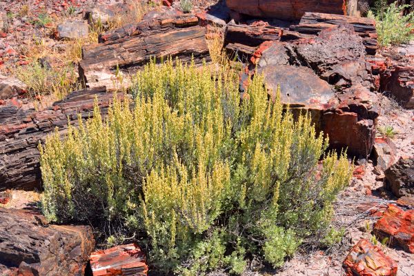 Cost of Sagebrush Removal in Lady Lake