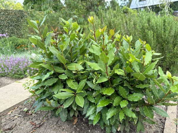 Cost of Laurel Hedge Trimming in Lady Lake