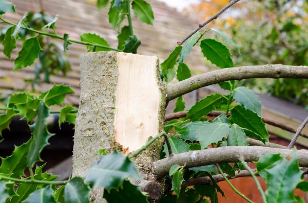 Cost of Holly Tree Removal in Lady Lake