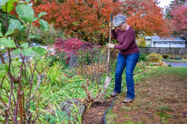 Cost of Dead Bush Removal in Lady Lake