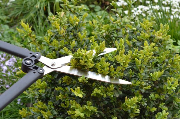 Cost of Boxwood Trimming in Lady Lake