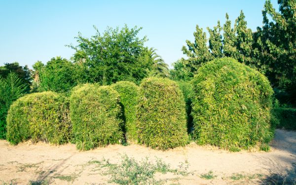Cost of Bamboo Hedge Removal in Lady Lake