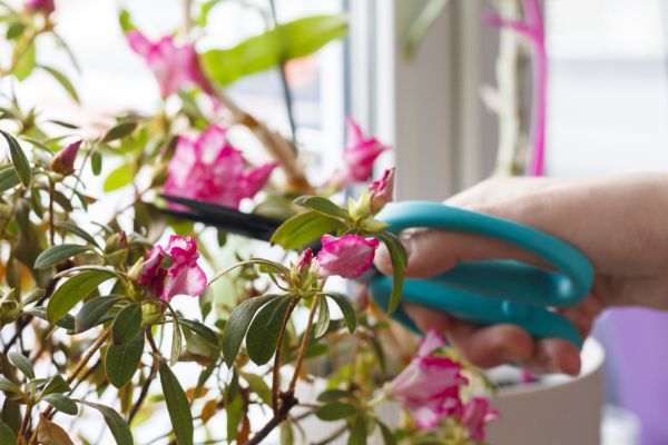 Azalea Pruning in Lady Lake