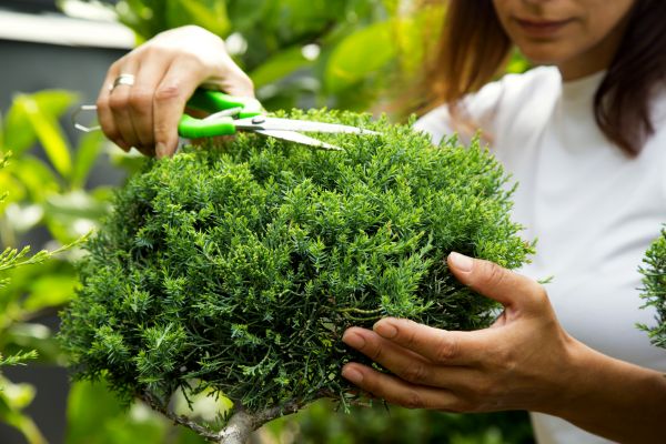 Cost of Juniper Shrub Pruning in Lady Lake
