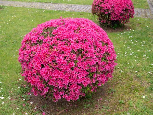 Cost of Rhododendron Pruning in Lady Lake