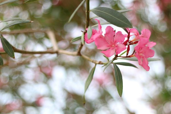 Cost of Oleander Removal in Lady Lake